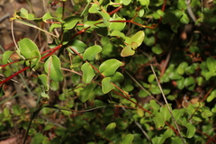 Grevillea singuliflora