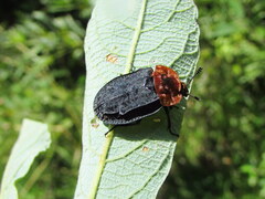 Oiceoptoma thoracicum