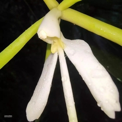 Epidendrum nocturnum