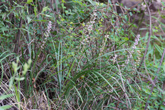 Ophiopogoneae