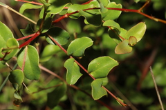 Grevillea singuliflora