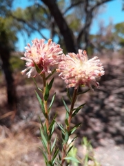Gnidia gnidioides