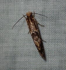 Moerarchis inconcisella