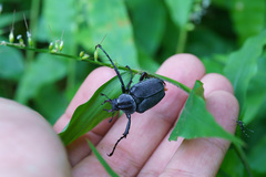 Dicronocephalus adamsi