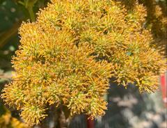 Kalanchoe densiflora