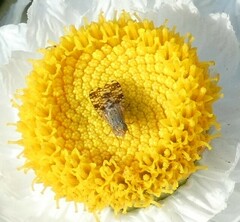Austrotephritis poenia