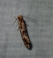 Moerarchis inconcisella