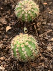 Echinopsis