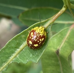 Paropsis maculata