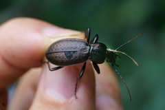 Carabus
