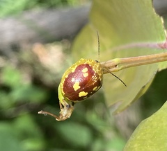 Paropsis maculata