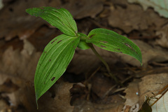 Cephalanthera erecta