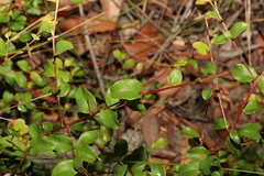 Grevillea singuliflora