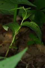 Cephalanthera erecta