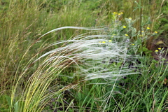 Stipa pennata