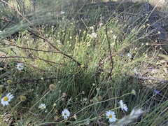 Brachyscome dentata