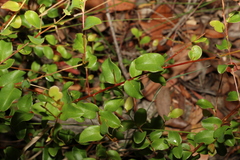 Grevillea singuliflora