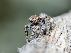 Pseudomogrus albocinctus