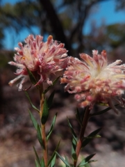 Gnidia gnidioides