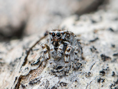 Pseudomogrus albocinctus