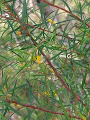 Persoonia nutans