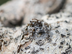 Pseudomogrus albocinctus