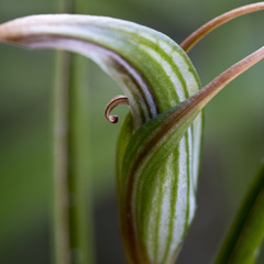 Pterostylis irsoniana