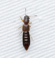 Bledius