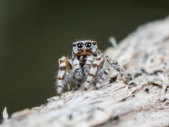 Pseudomogrus albocinctus