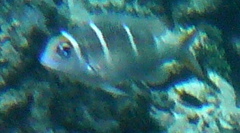 Monotaxis heterodon