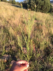 Adenophyllum wrightii