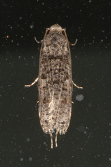 Gerontha