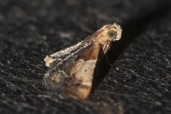 Pyralis pictalis