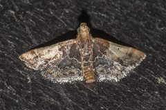 Pyralis pictalis