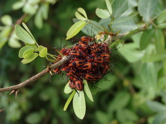 Pachylis