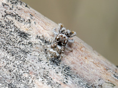 Pseudomogrus albocinctus