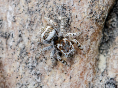 Pseudomogrus albocinctus