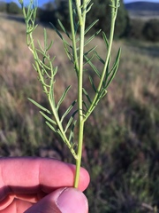 Adenophyllum wrightii