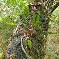 Pyrrosia