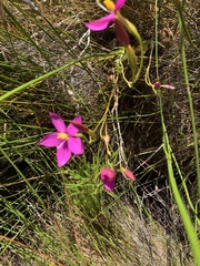 Chironia melampyrifolia