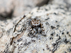 Pseudomogrus albocinctus