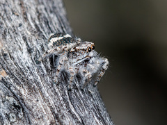 Pseudomogrus albocinctus