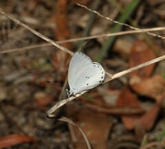 Candalides xanthospilos