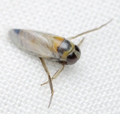 Anisops