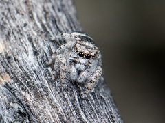 Pseudomogrus albocinctus