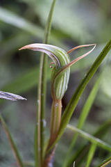 Pterostylis irsoniana