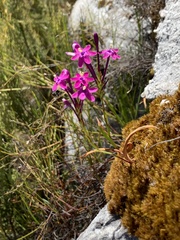 Chironia melampyrifolia
