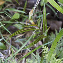 Pterostylis irsoniana