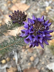 Gompholobium confertum