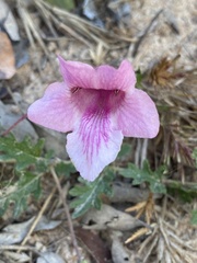 Dicerocaryum senecioides